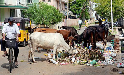 stray cows.